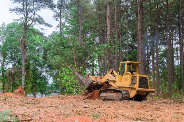 Forest Thinning in Allentown